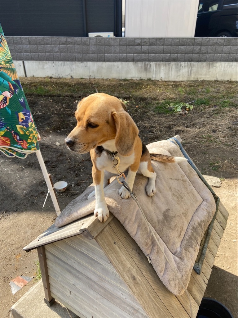 f:id:keikostyle:20210203121950j:image