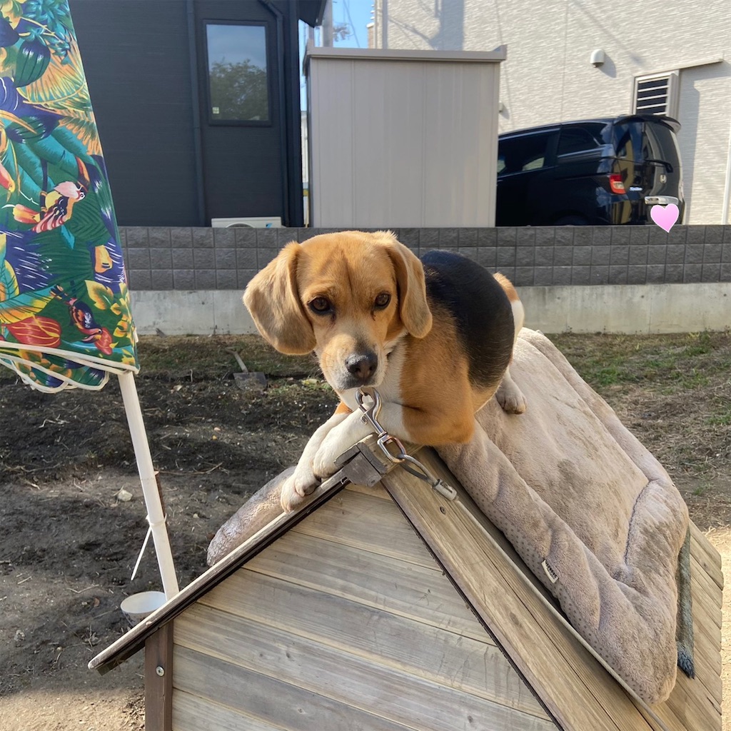 f:id:keikostyle:20210203121953j:image