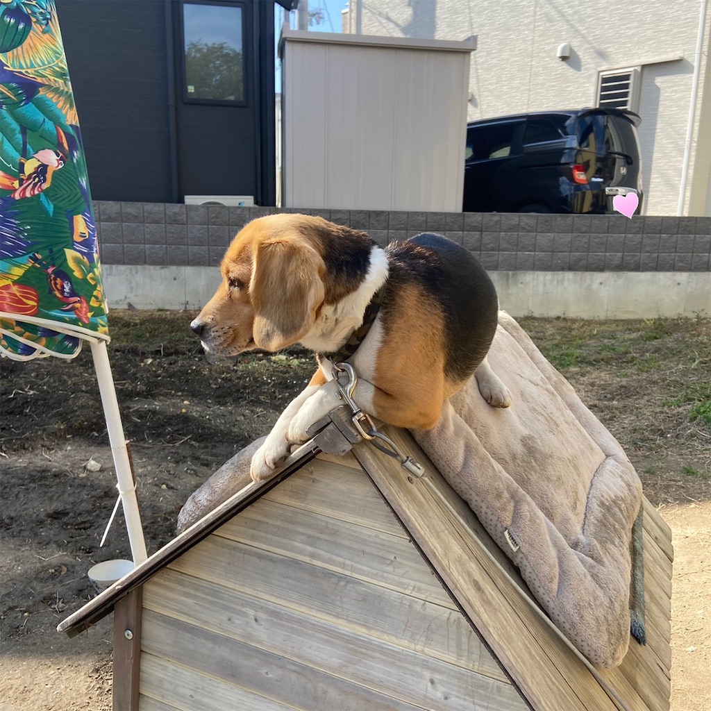 f:id:keikostyle:20210203121957j:image