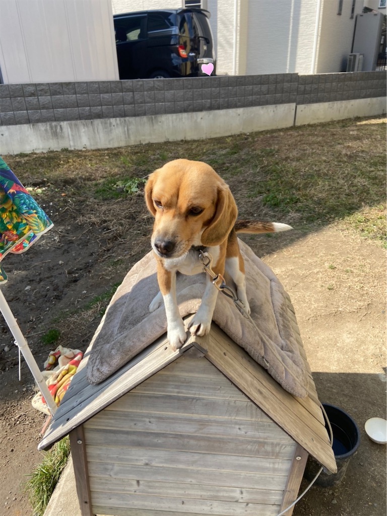 f:id:keikostyle:20210203122004j:image