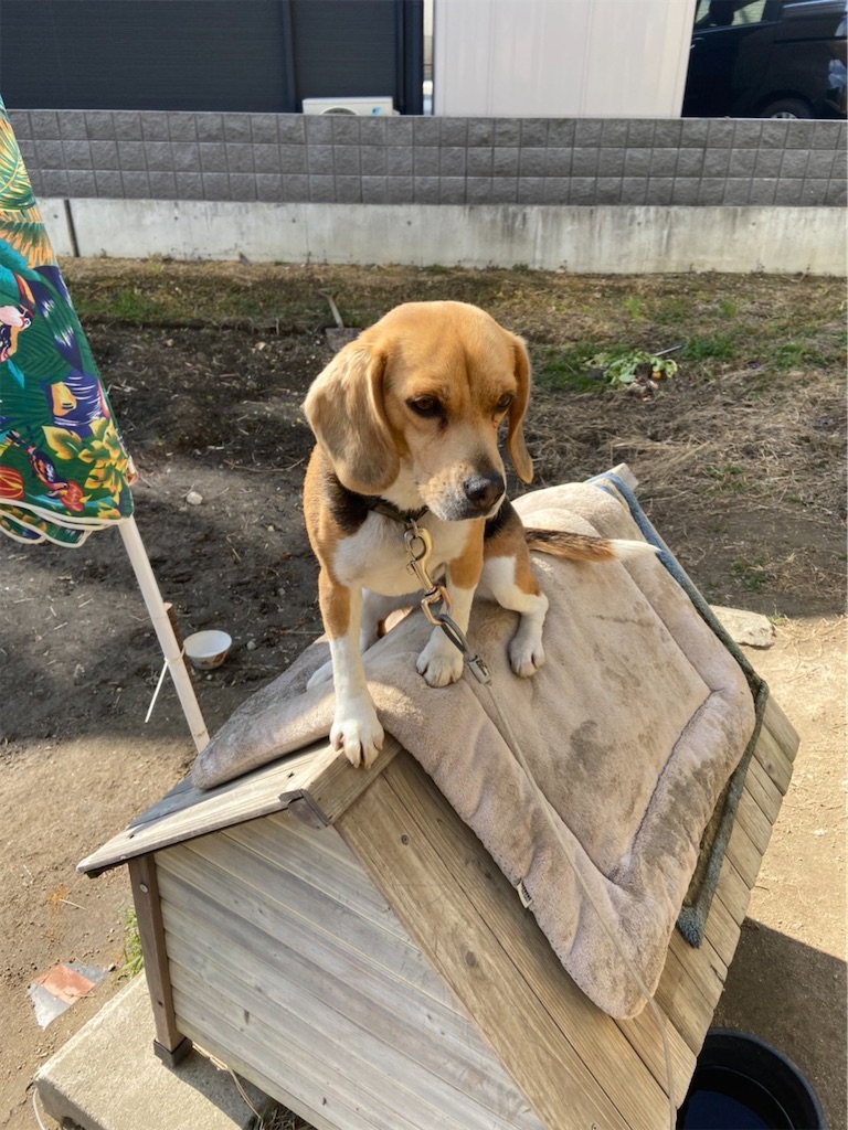 f:id:keikostyle:20210203122008j:image