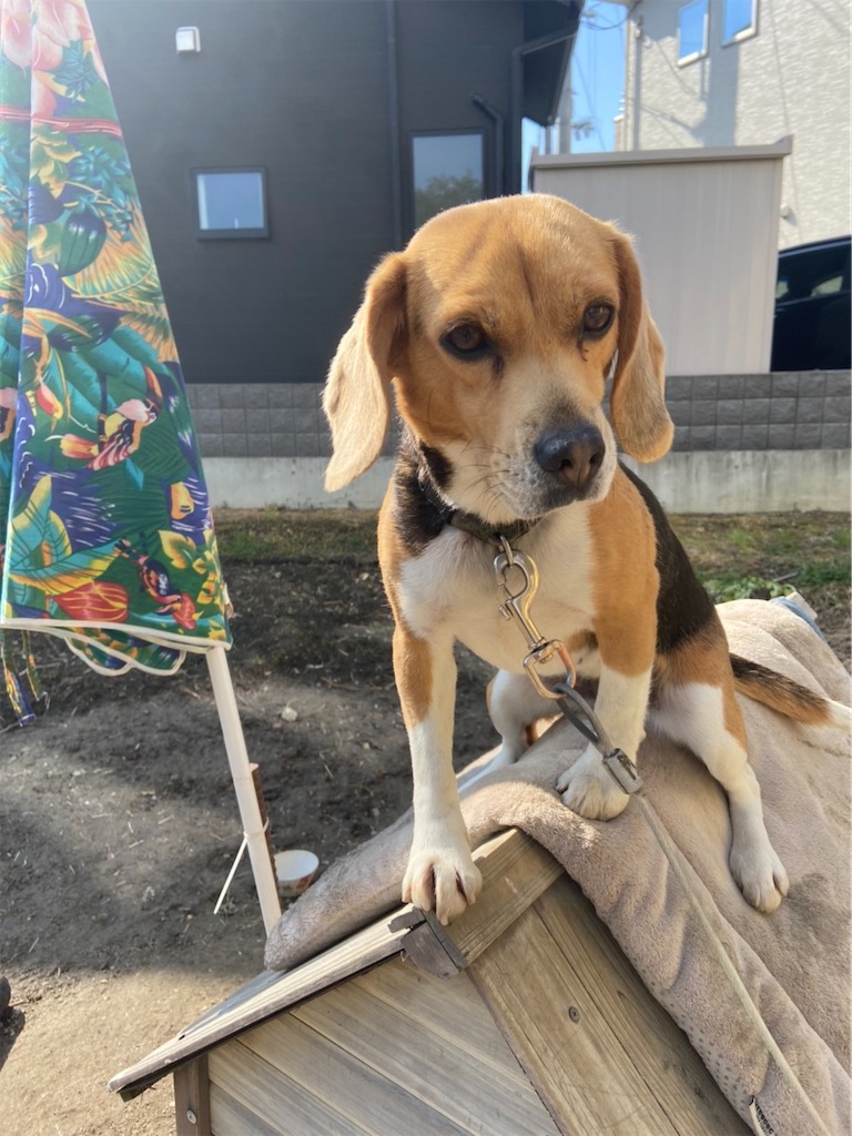 f:id:keikostyle:20210203122011j:image