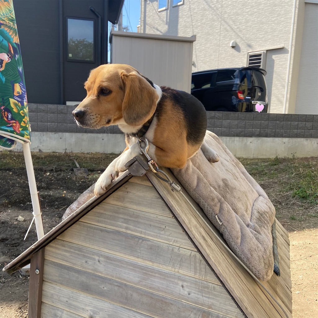 f:id:keikostyle:20210203122023j:image