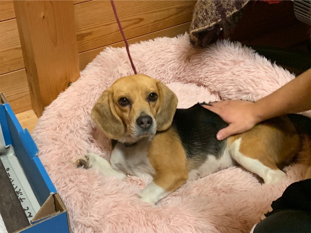 f:id:keikostyle:20210203122210j:image