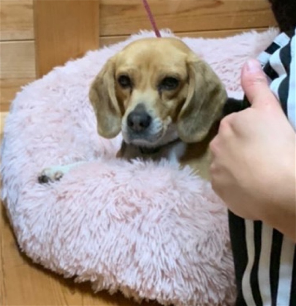 f:id:keikostyle:20210203123245j:image