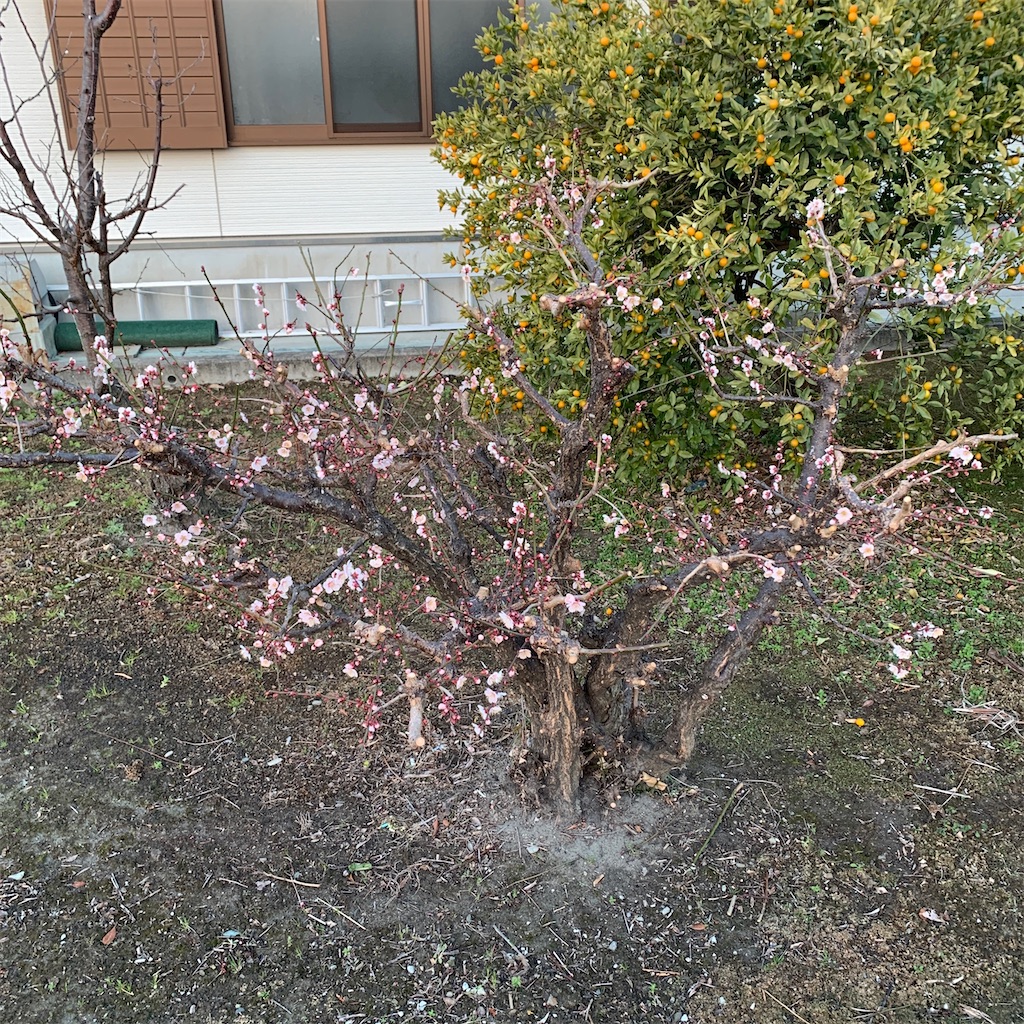 f:id:keikostyle:20210207072811j:image