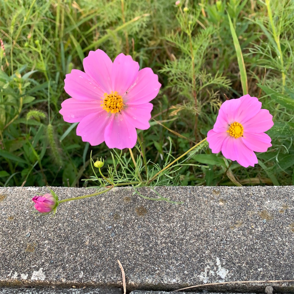 f:id:keikostyle:20210213064421j:image