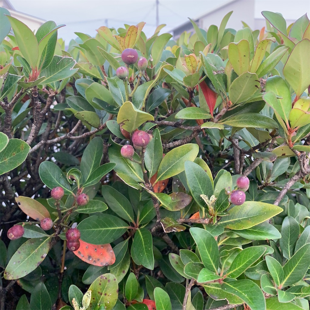 f:id:keikostyle:20210301200246j:image