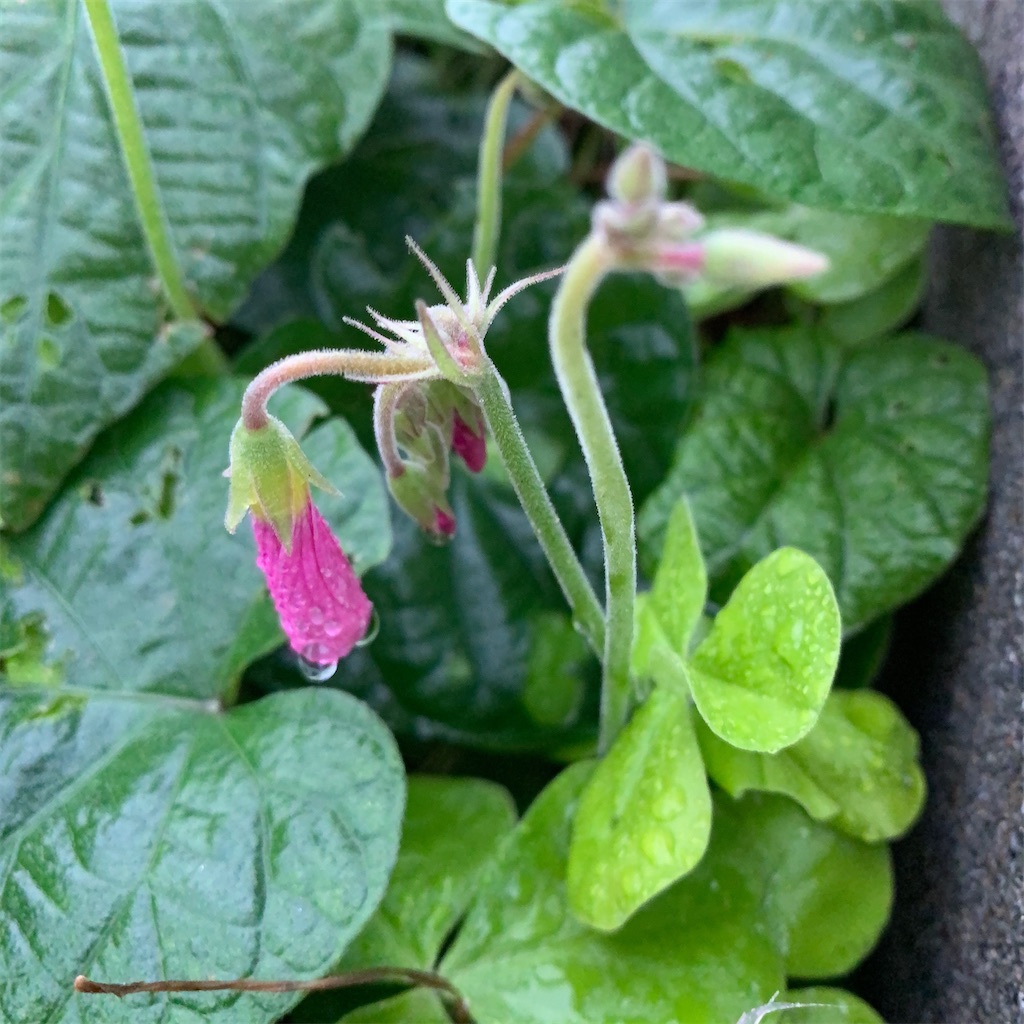 f:id:keikostyle:20210301200302j:image