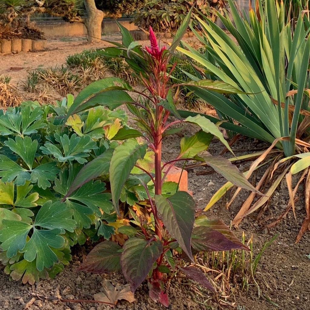 f:id:keikostyle:20210301200306j:image