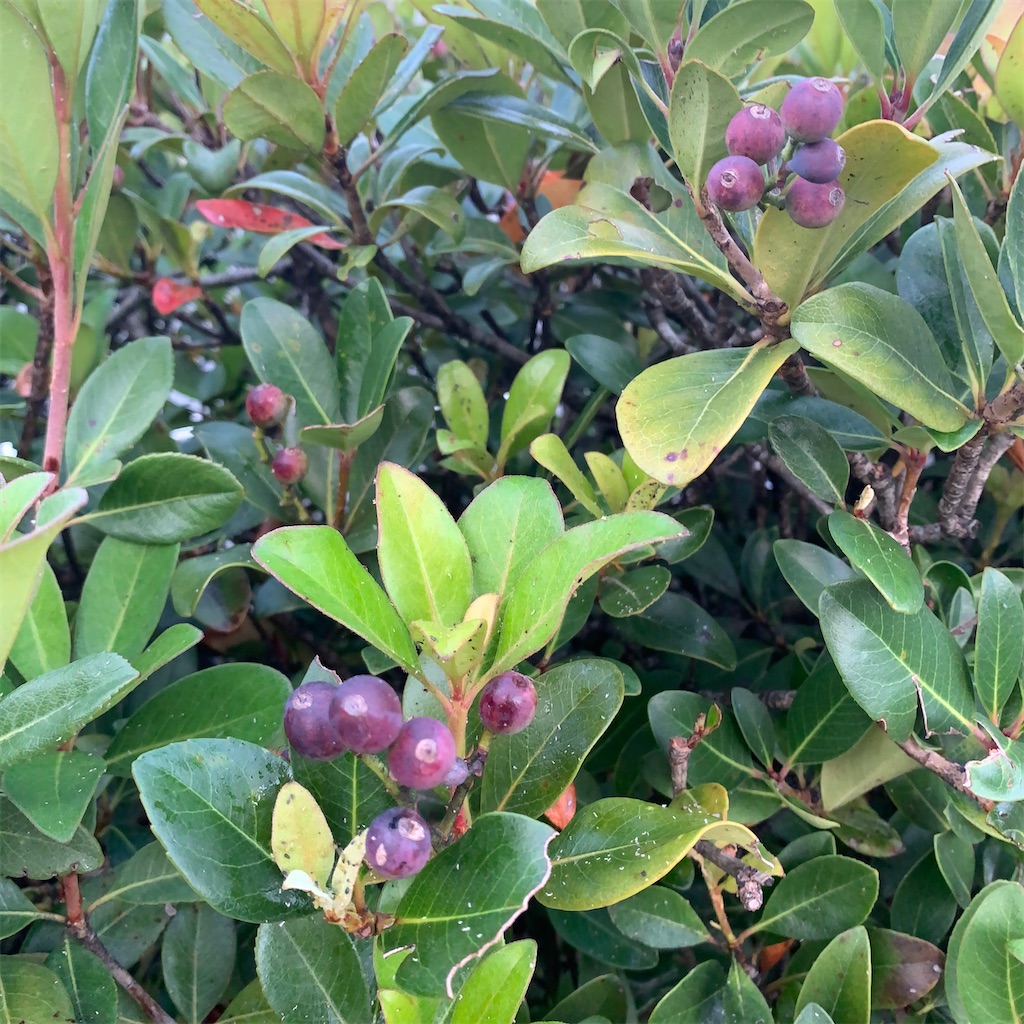 f:id:keikostyle:20210301200309j:image