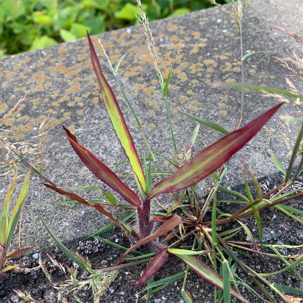 f:id:keikostyle:20210301200313j:image