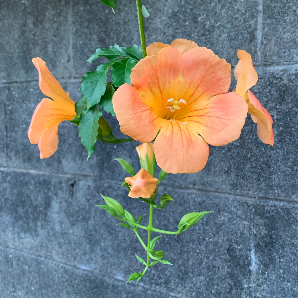 f:id:keikostyle:20210301200318j:image