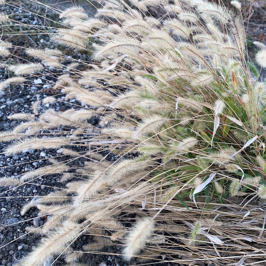 f:id:keikostyle:20210301200323j:image