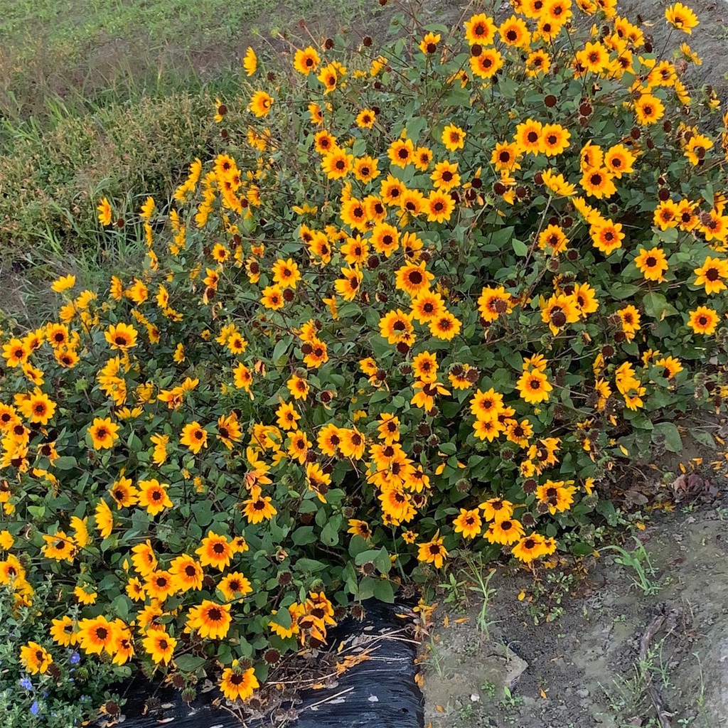 f:id:keikostyle:20210301200327j:image