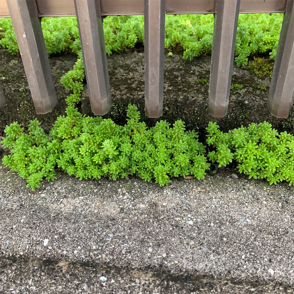 f:id:keikostyle:20210301200334j:image