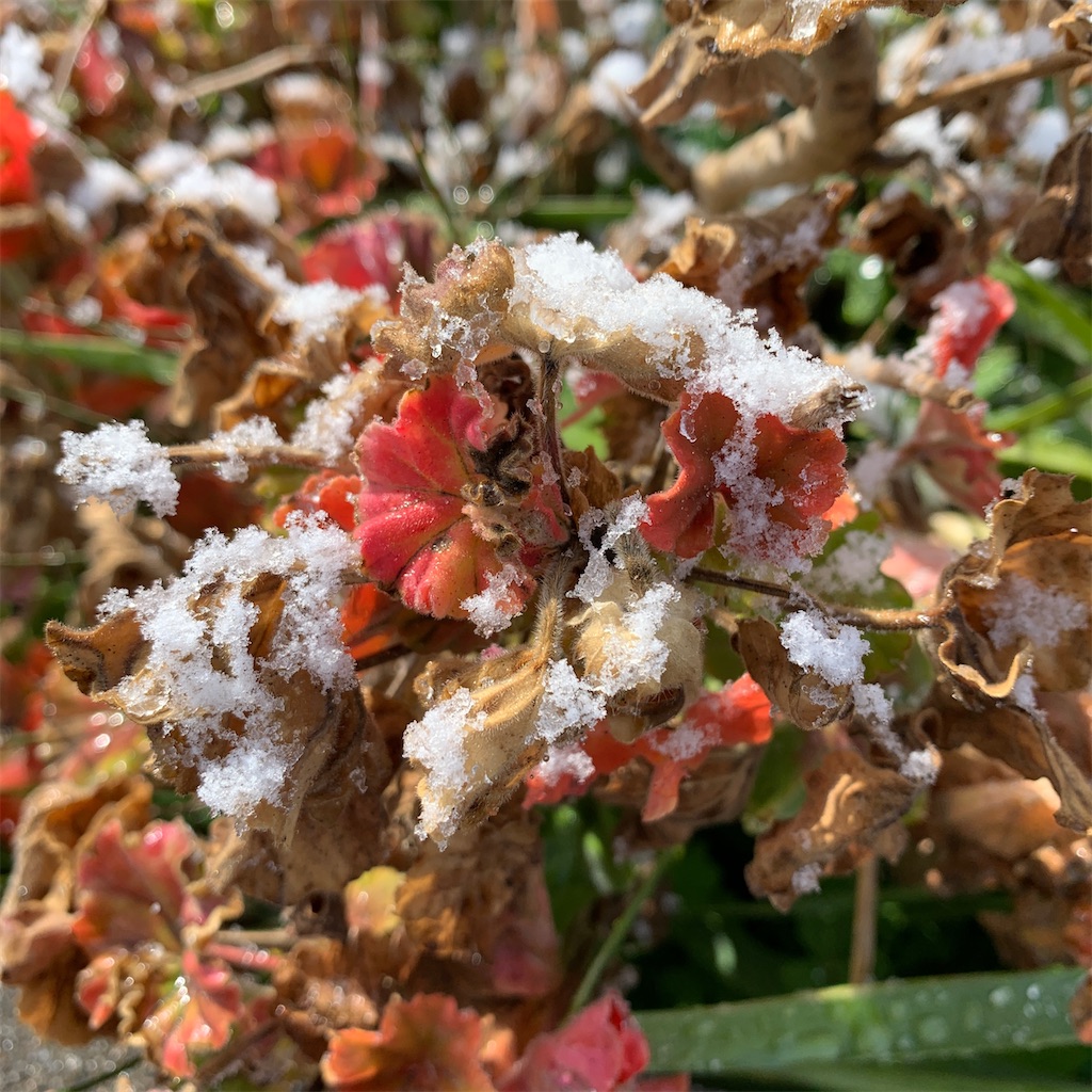 f:id:keikostyle:20210301200537j:image