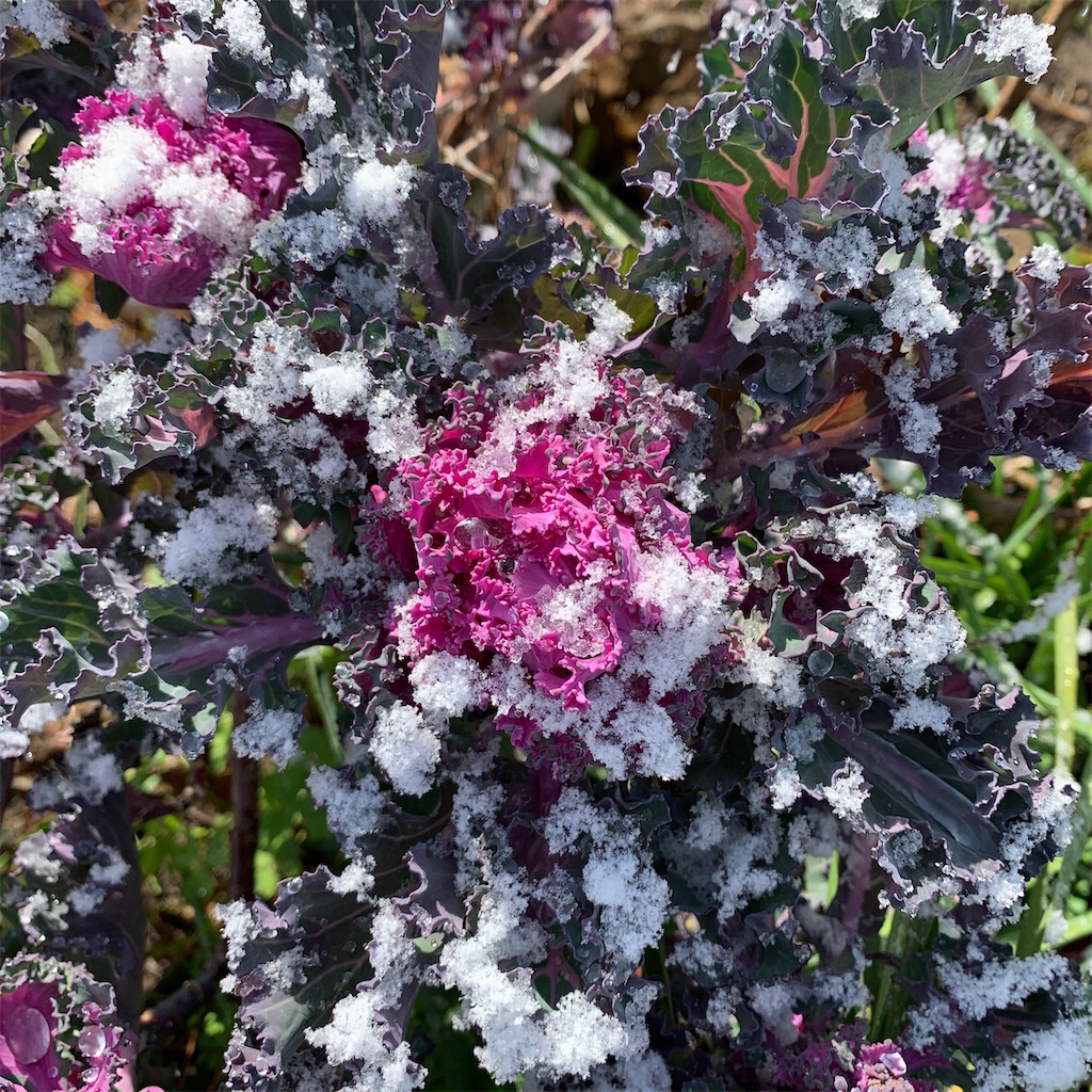 f:id:keikostyle:20210301200611j:image