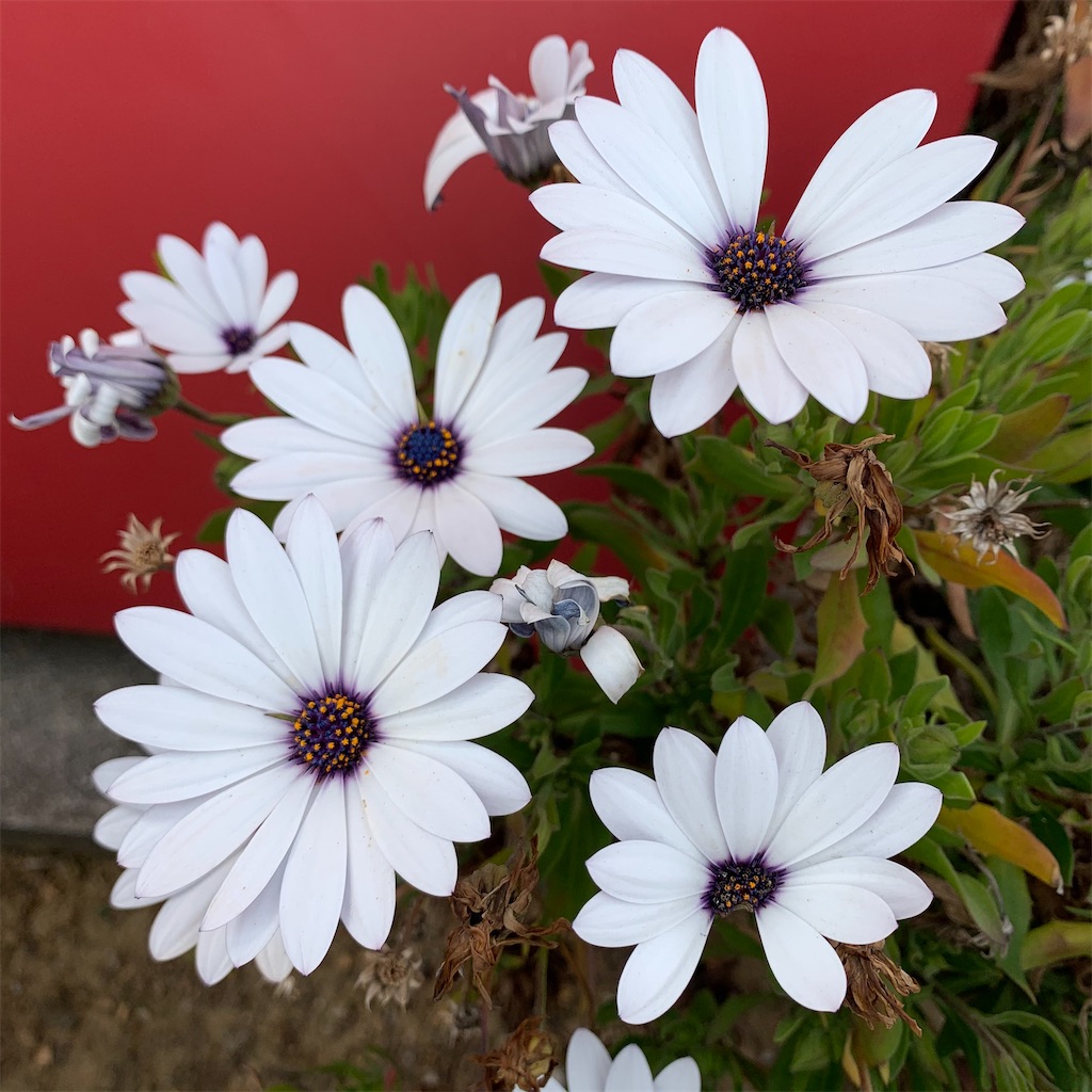 f:id:keikostyle:20210309154912j:image