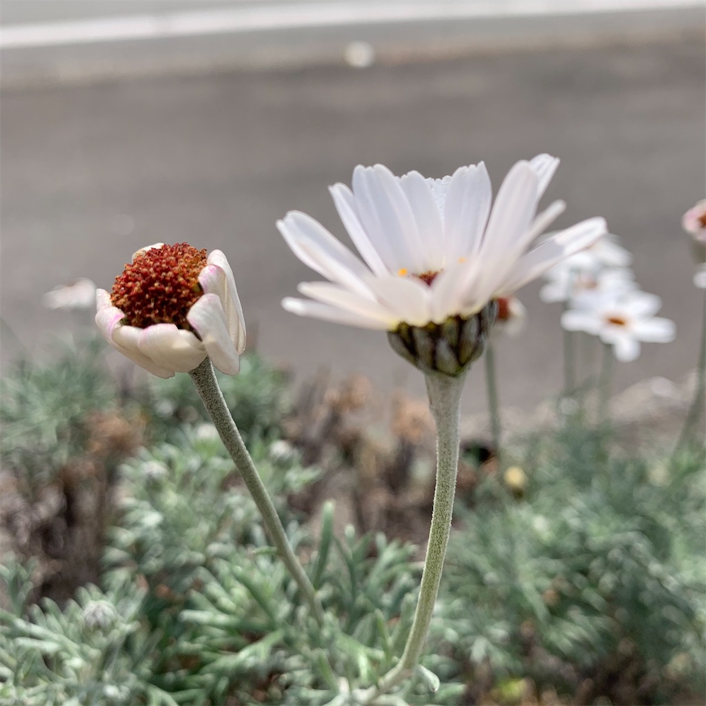 f:id:keikostyle:20210309155035j:image