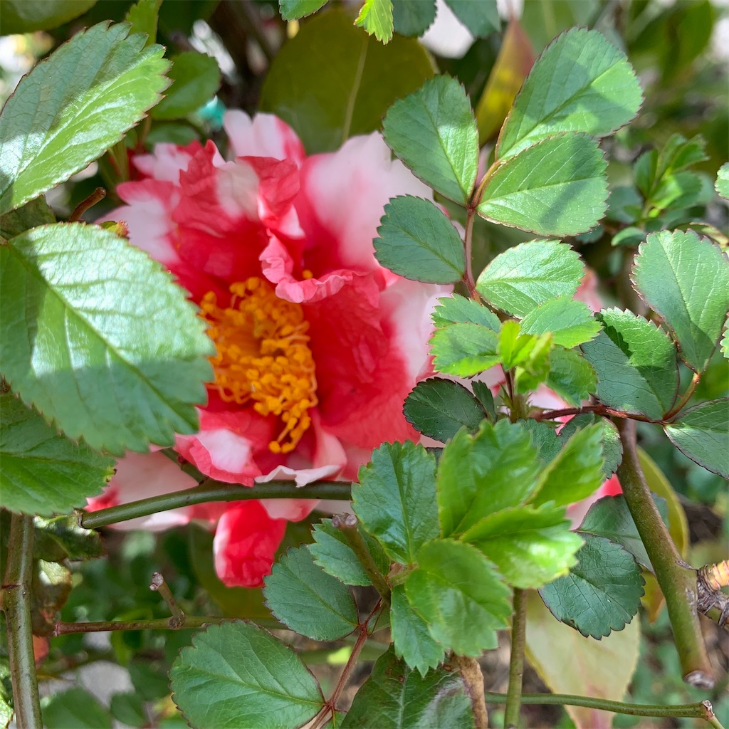 f:id:keikostyle:20210309155041j:image