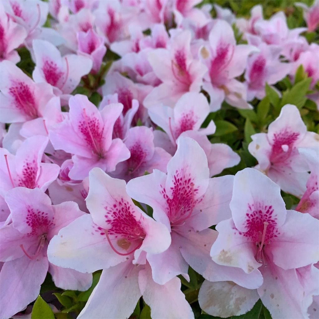 f:id:keikostyle:20210312193730j:image