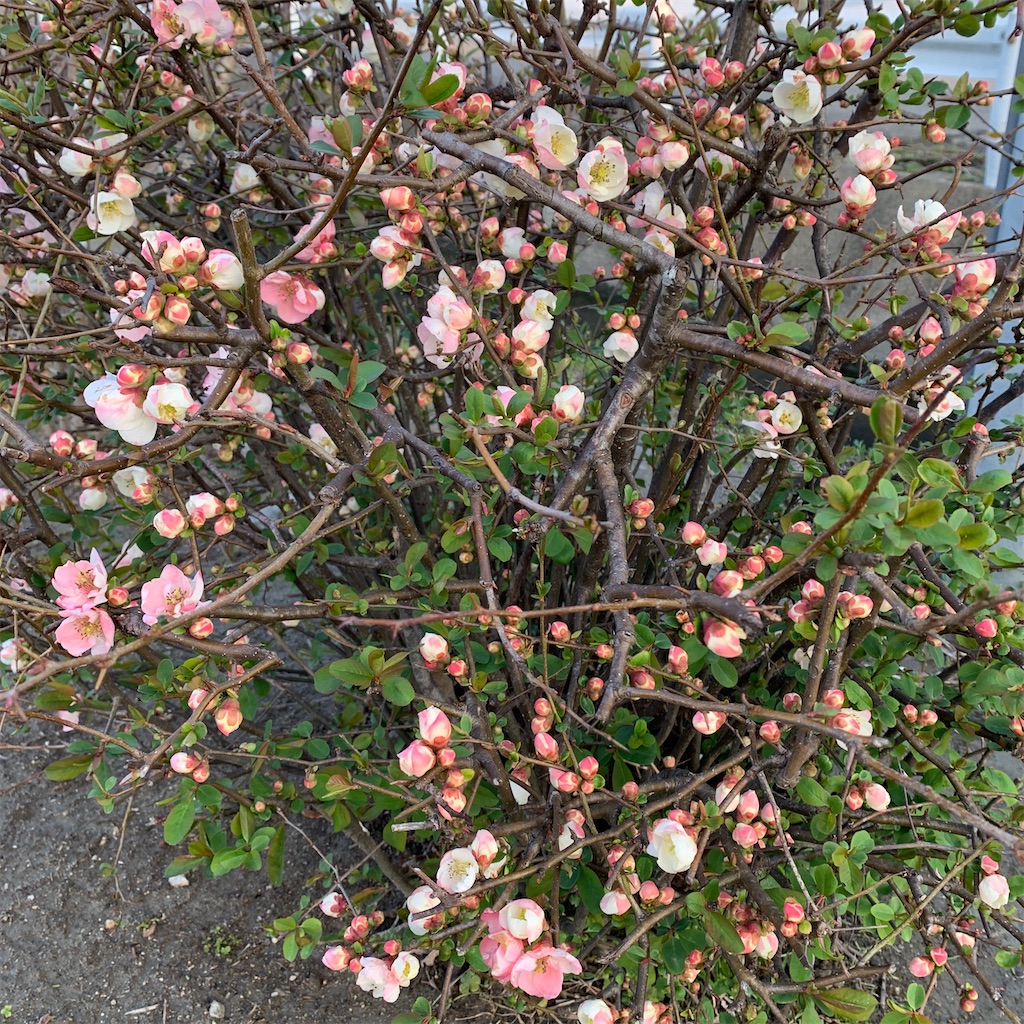 f:id:keikostyle:20210314071520j:image