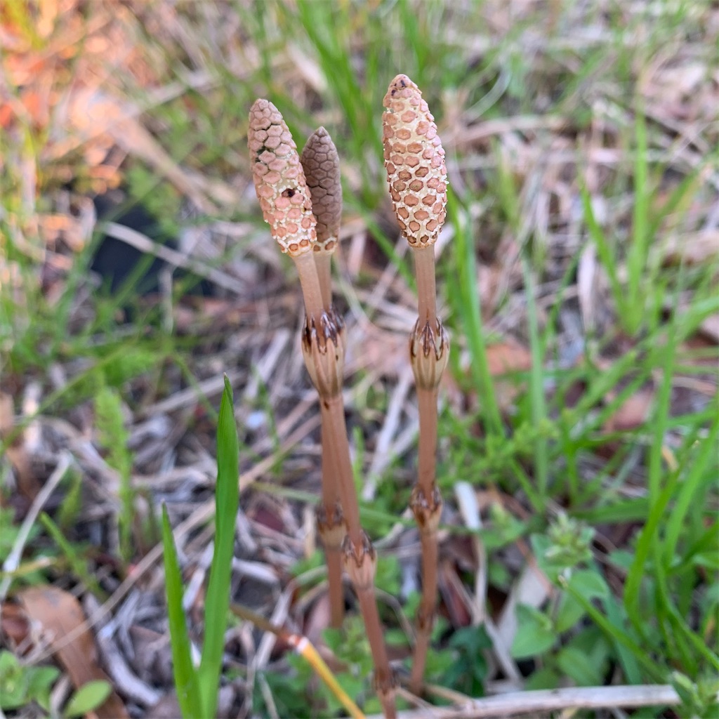 f:id:keikostyle:20210314071602j:image