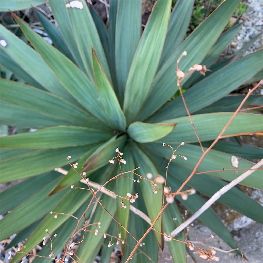 f:id:keikostyle:20210314071621j:image