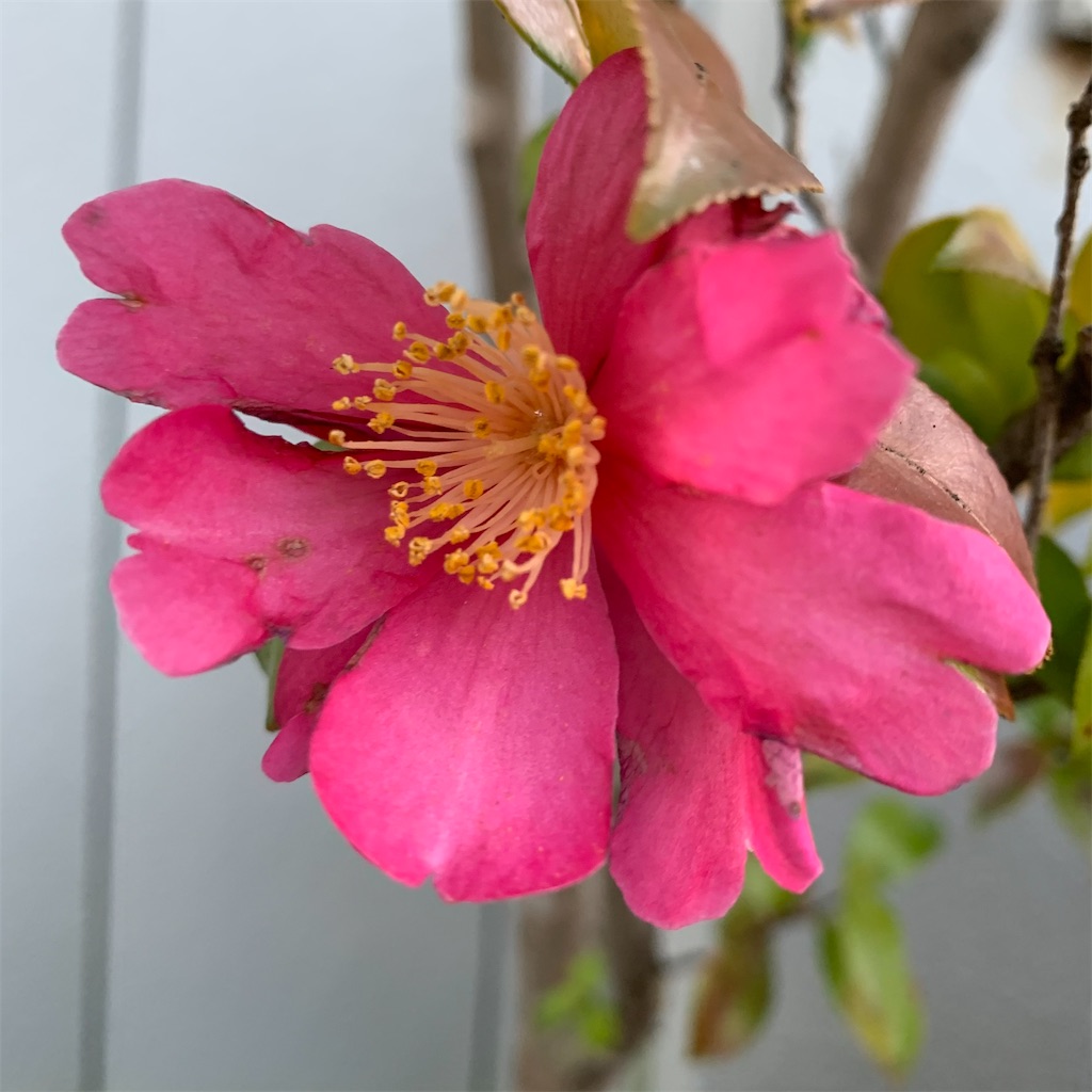 f:id:keikostyle:20210314071639j:image