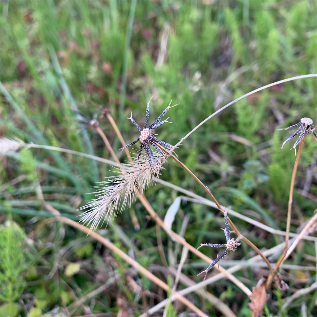 f:id:keikostyle:20210314071646j:image