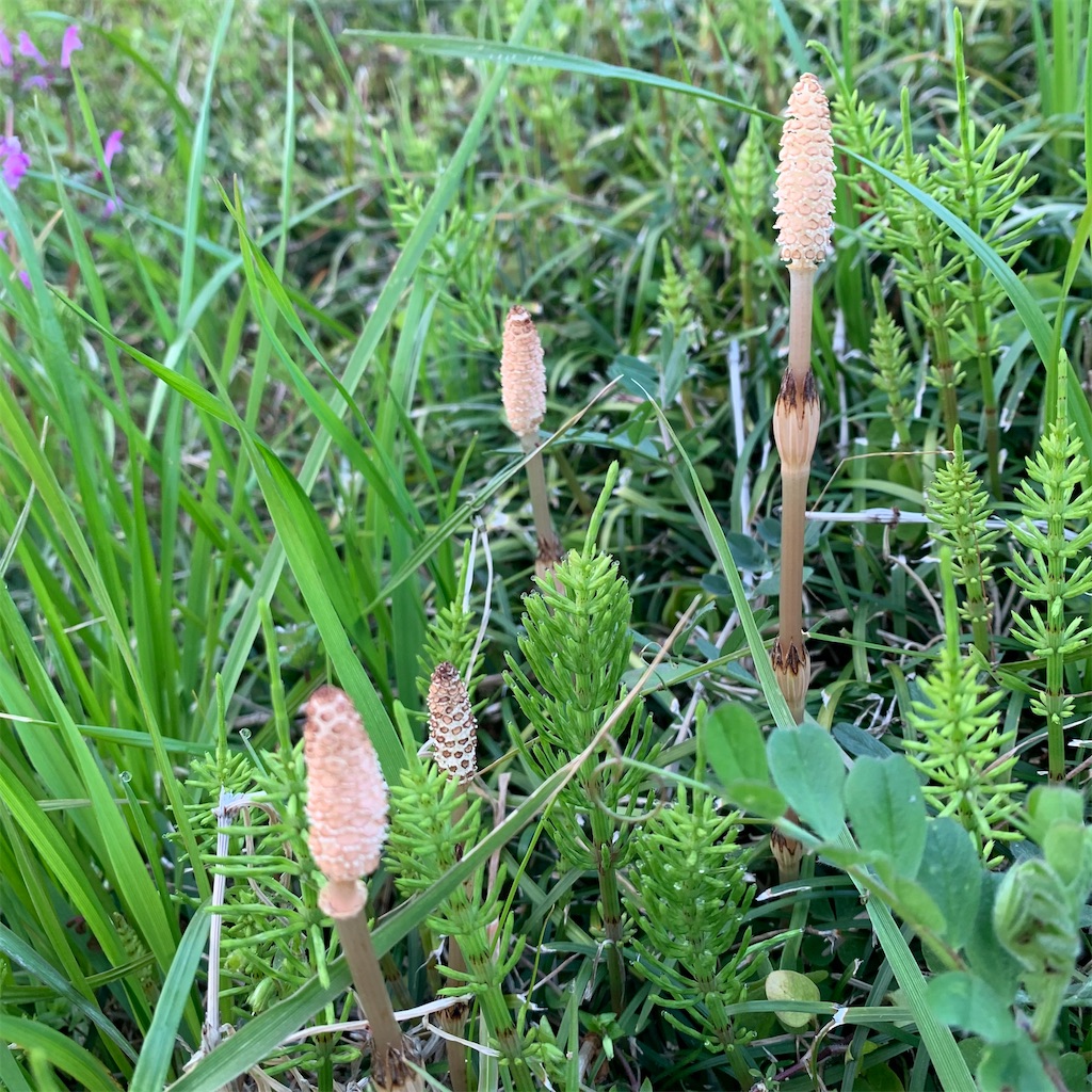 f:id:keikostyle:20210314071657j:image