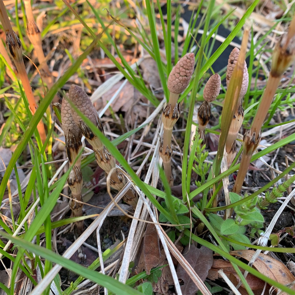 f:id:keikostyle:20210314071704j:image