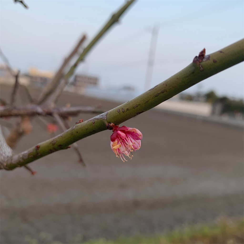 f:id:keikostyle:20210315070002j:image