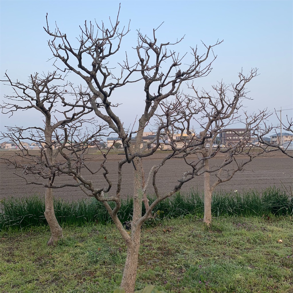 f:id:keikostyle:20210315070119j:image
