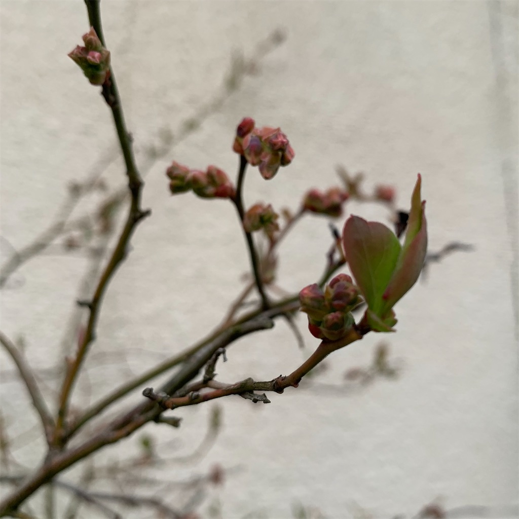 f:id:keikostyle:20210320064329j:image