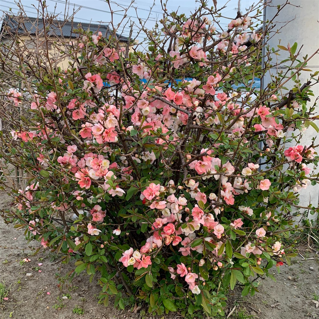 f:id:keikostyle:20210320064440j:image