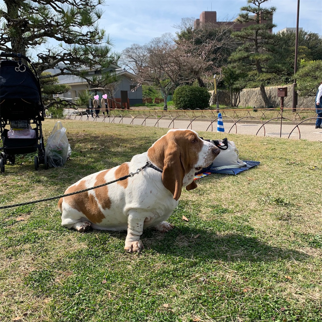 バセットハウンド　ドッグショー　海外　アンティーク　犬　希少 バセット マキシ