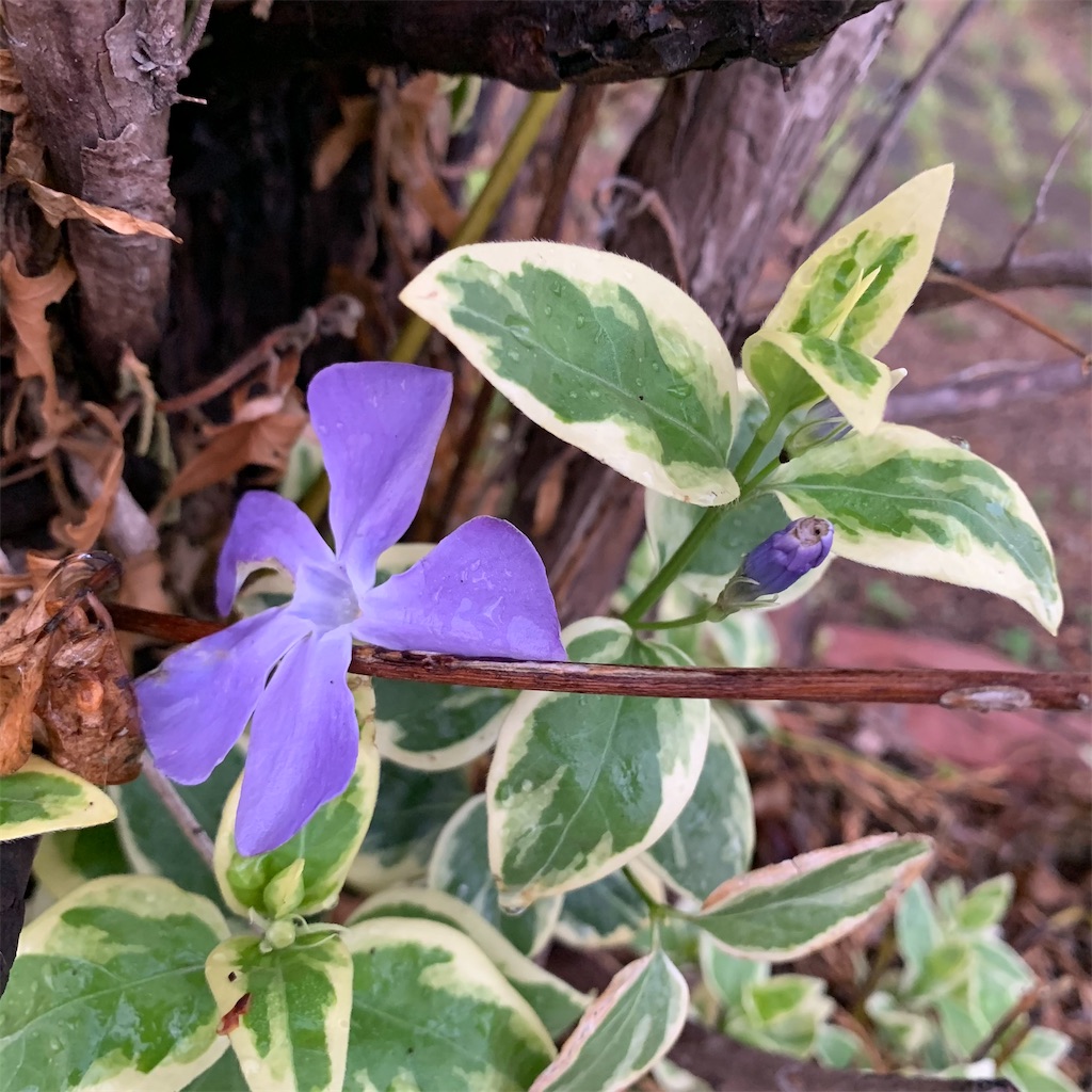 f:id:keikostyle:20210329063703j:image