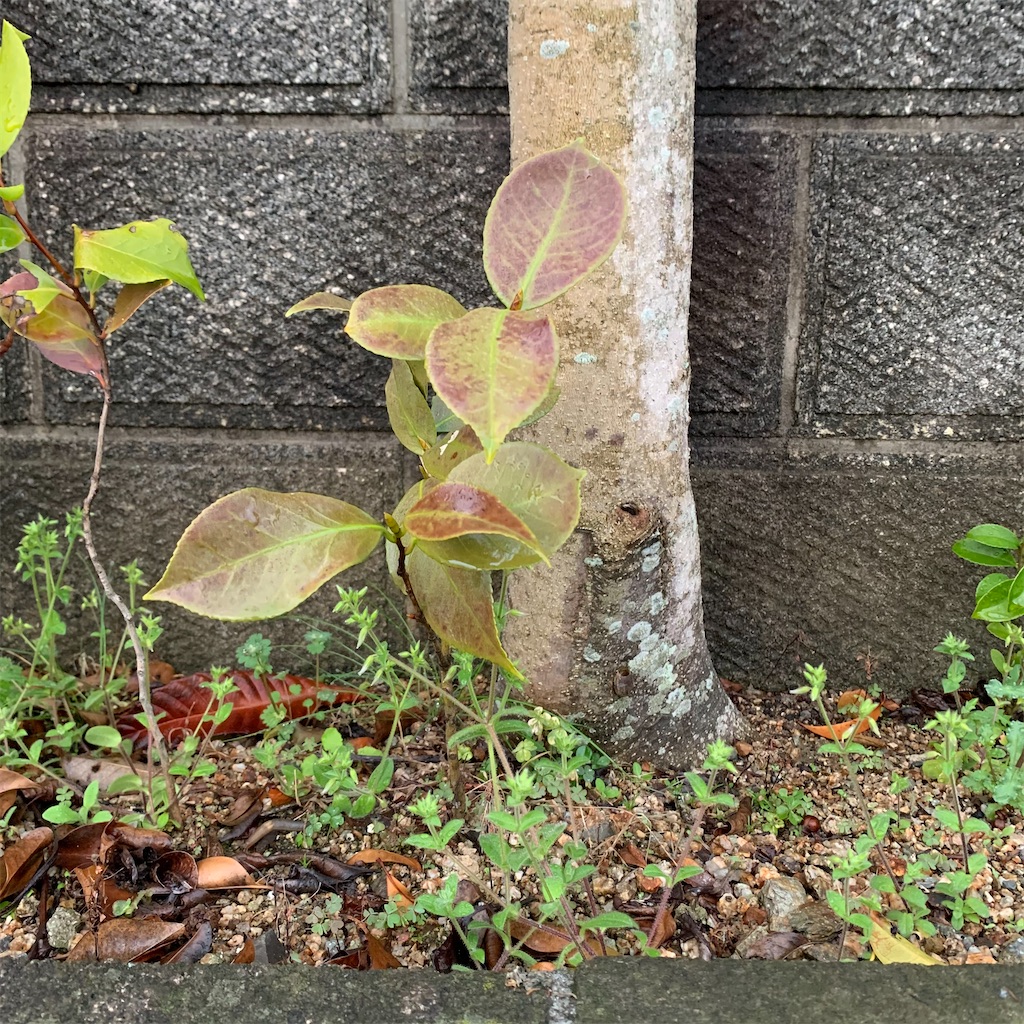 f:id:keikostyle:20210329063713j:image