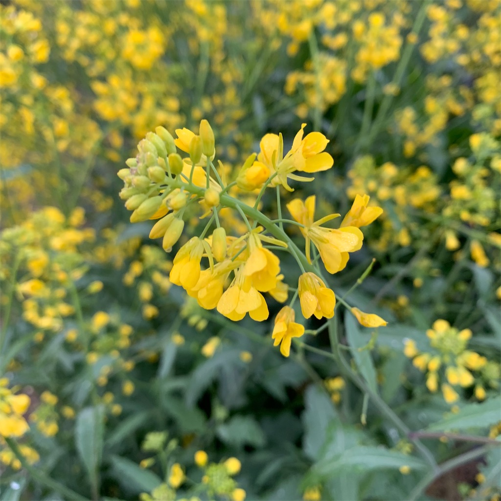 f:id:keikostyle:20210329063748j:image