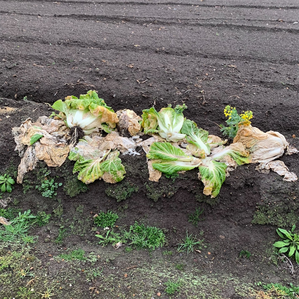 f:id:keikostyle:20210329063755j:image