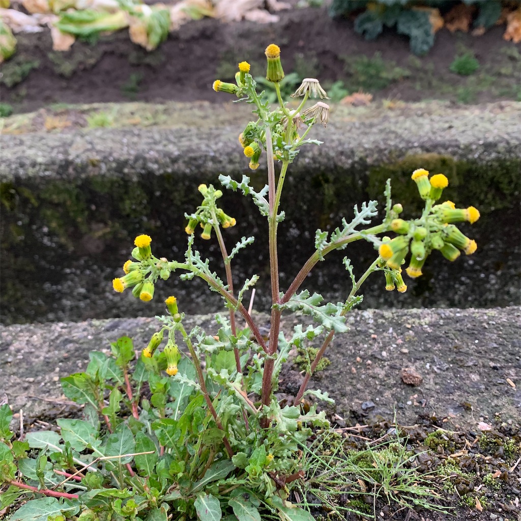 f:id:keikostyle:20210329063805j:image