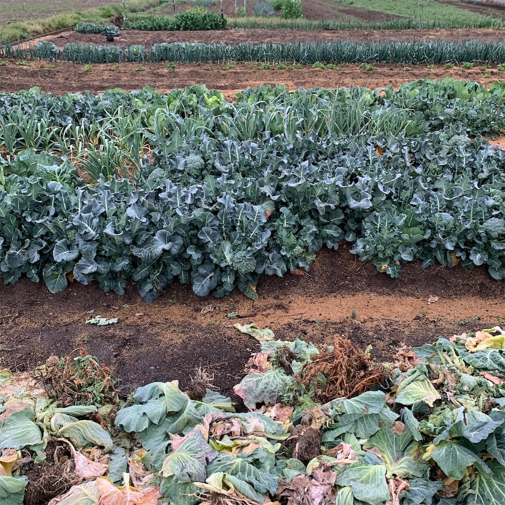 f:id:keikostyle:20210329063808j:image