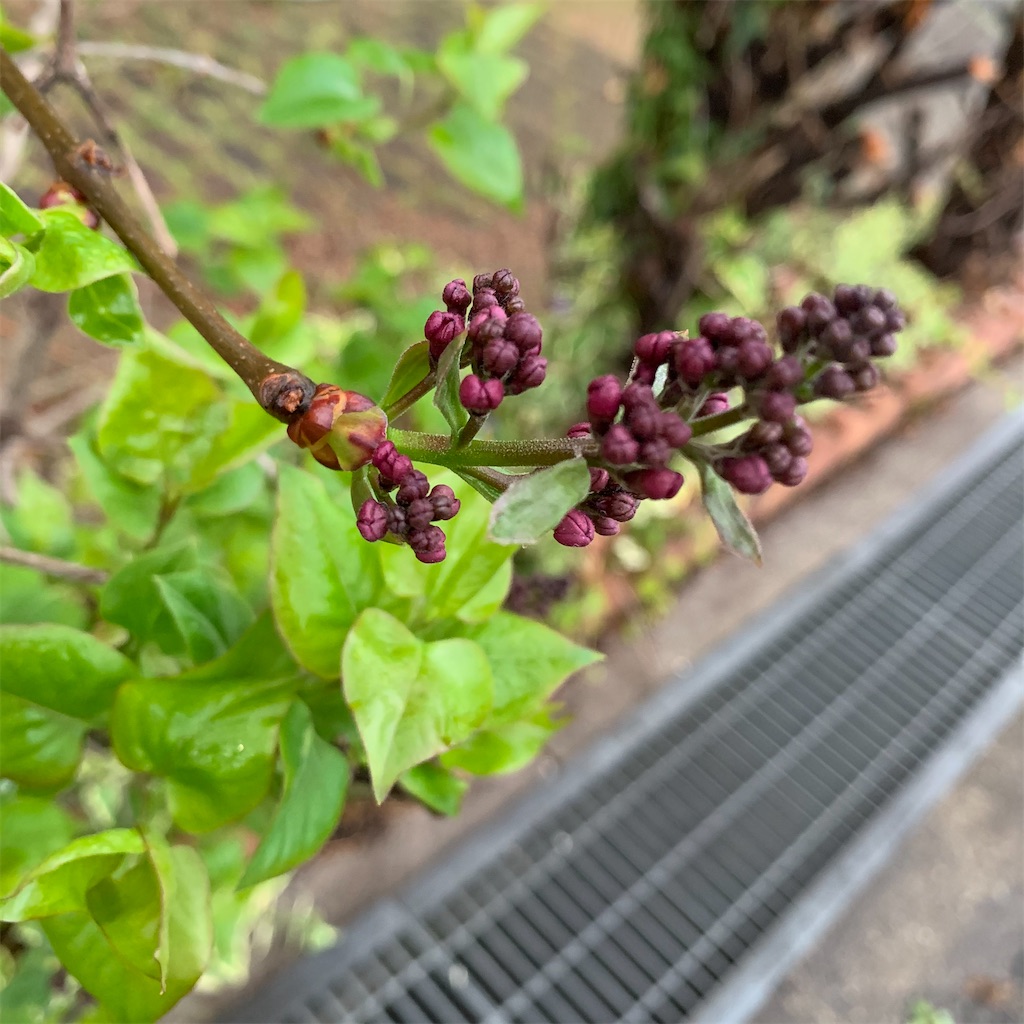 f:id:keikostyle:20210329063822j:image