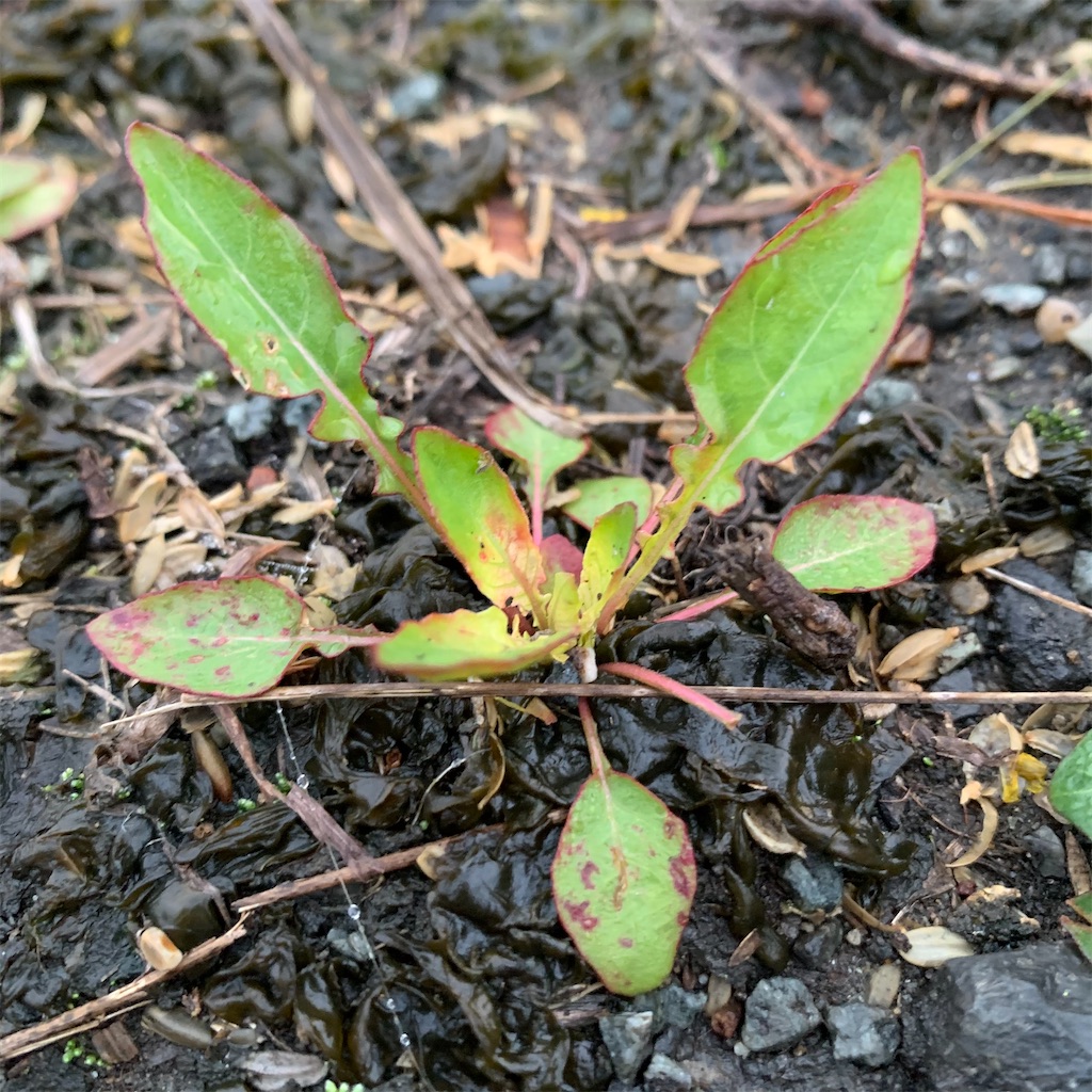 f:id:keikostyle:20210329063826j:image