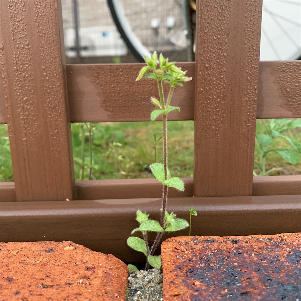 f:id:keikostyle:20210329063829j:image