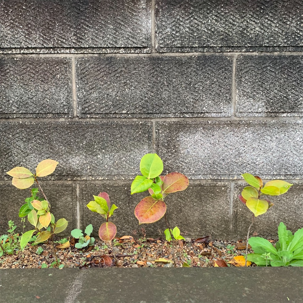 f:id:keikostyle:20210329063839j:image