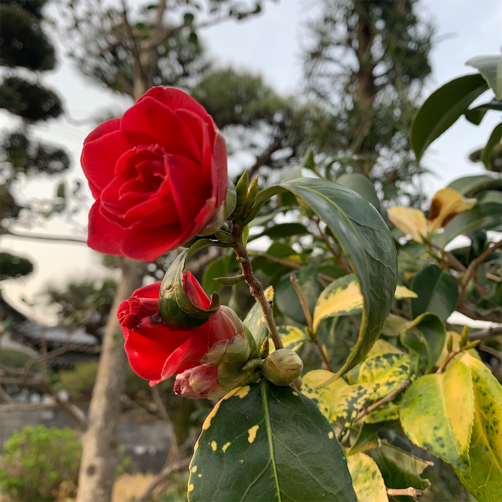 f:id:keikostyle:20210330065700j:image