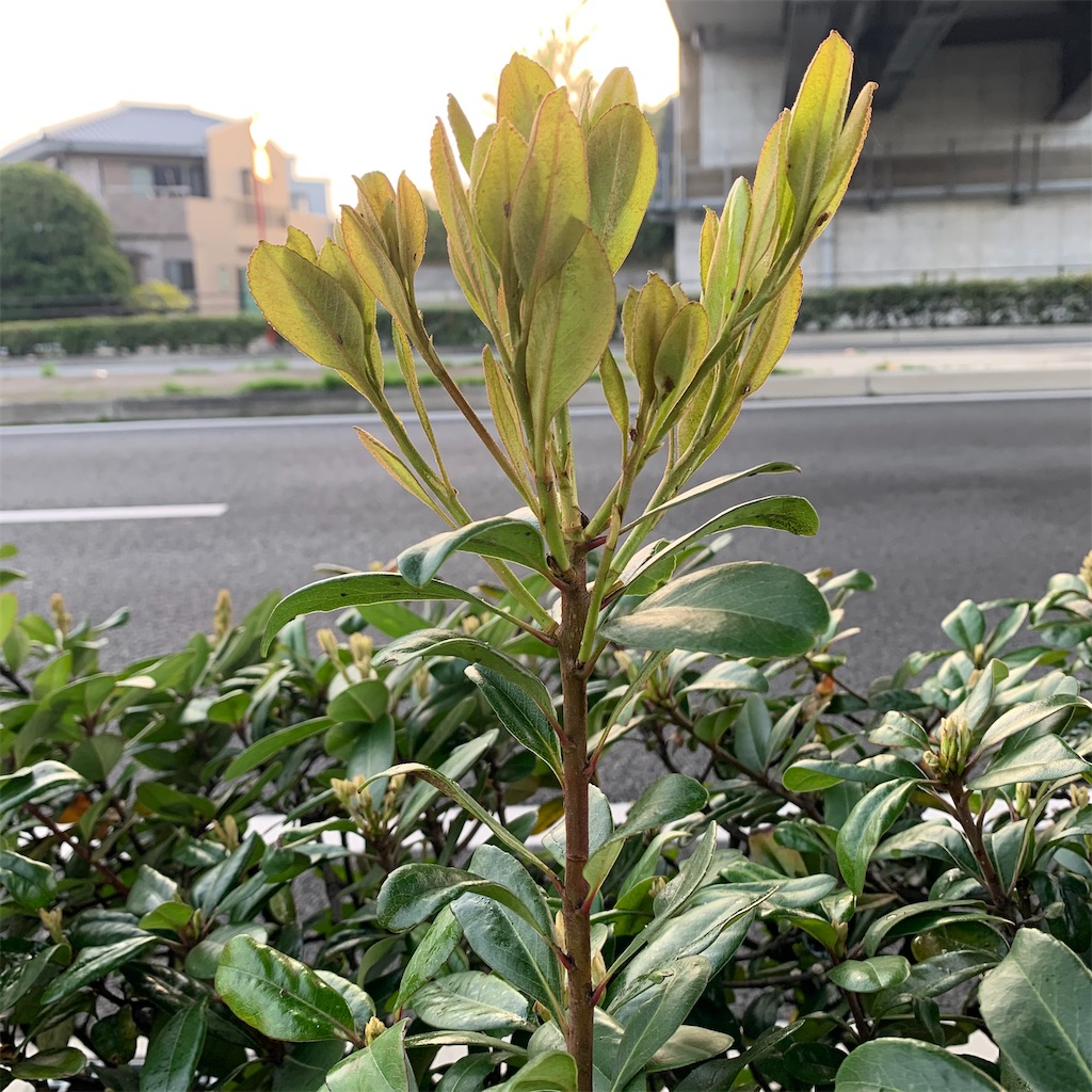 f:id:keikostyle:20210330065801j:image